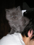 Bisou sur epaule.jpg (7 ko)